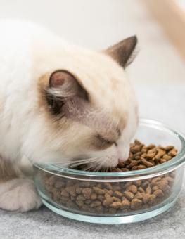 Your cat probably would enjoy cheeseburger flavored foods