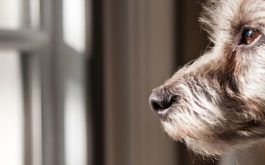 Deal with your dog's separaton anxiety by feeding before leaving