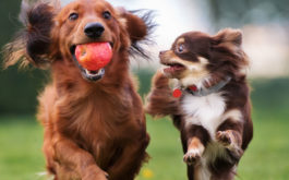 Pairing together similar breeds is how you can socialize your dog