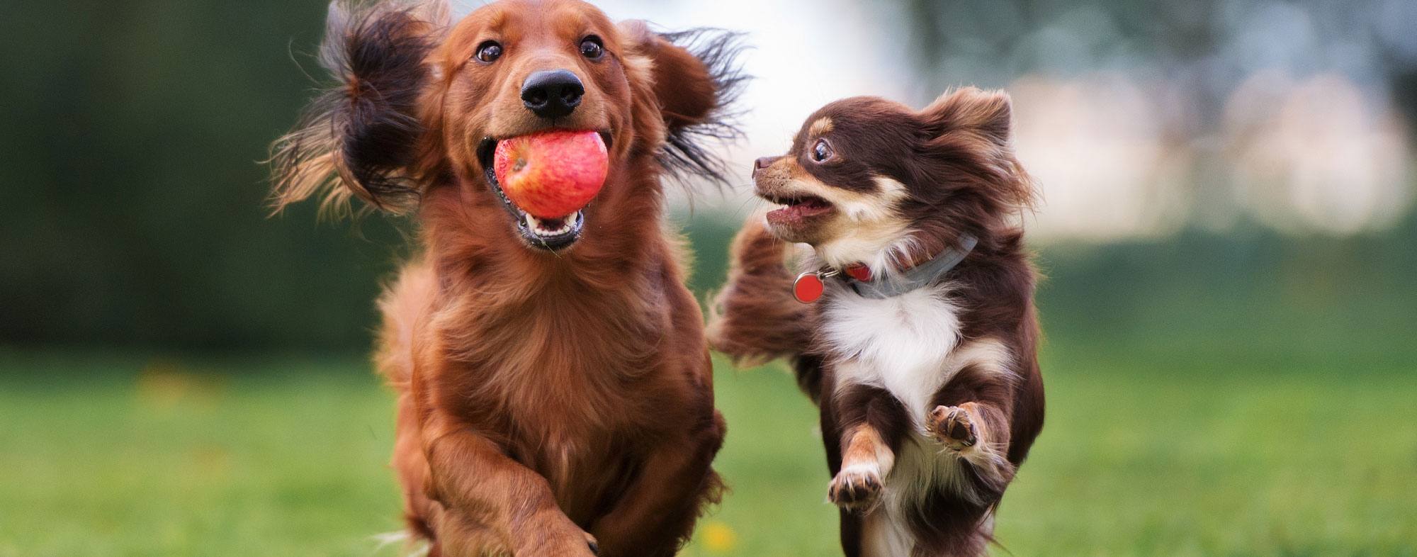 Pairing together similar breeds is how you can socialize your dog