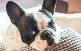 Be a responsible in home dog sitter by staying close to the dog