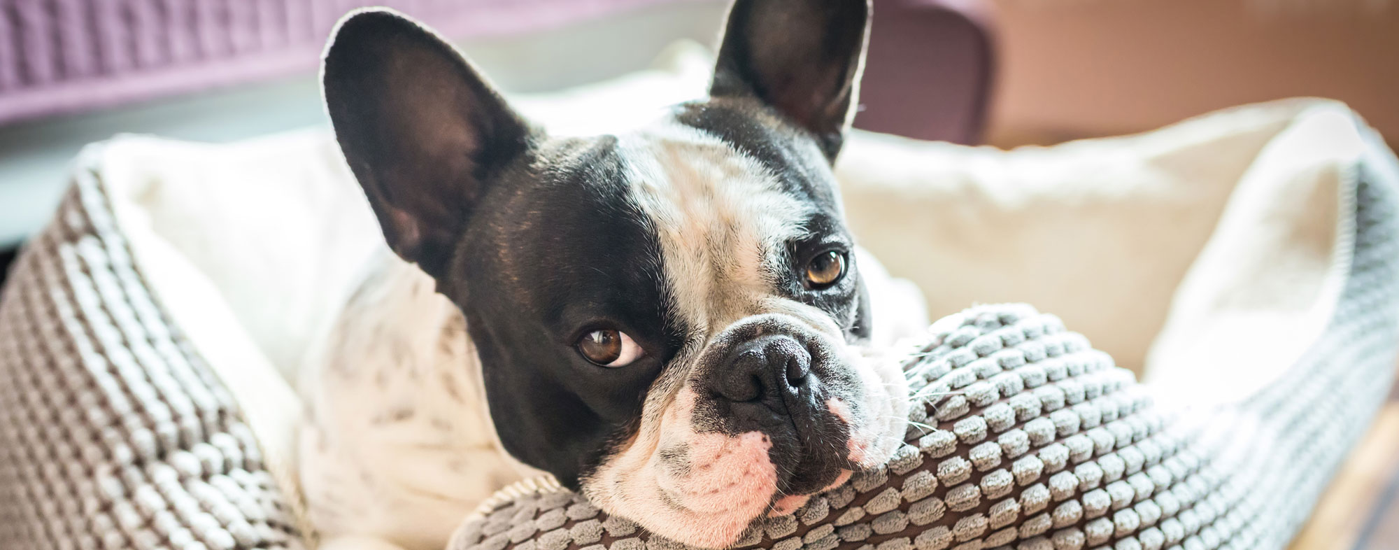 How to be the best dog sitter possible for your loved ones Hartz