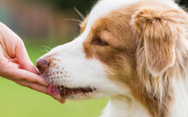 A popiscle treat can be one of the best treats for training your dog