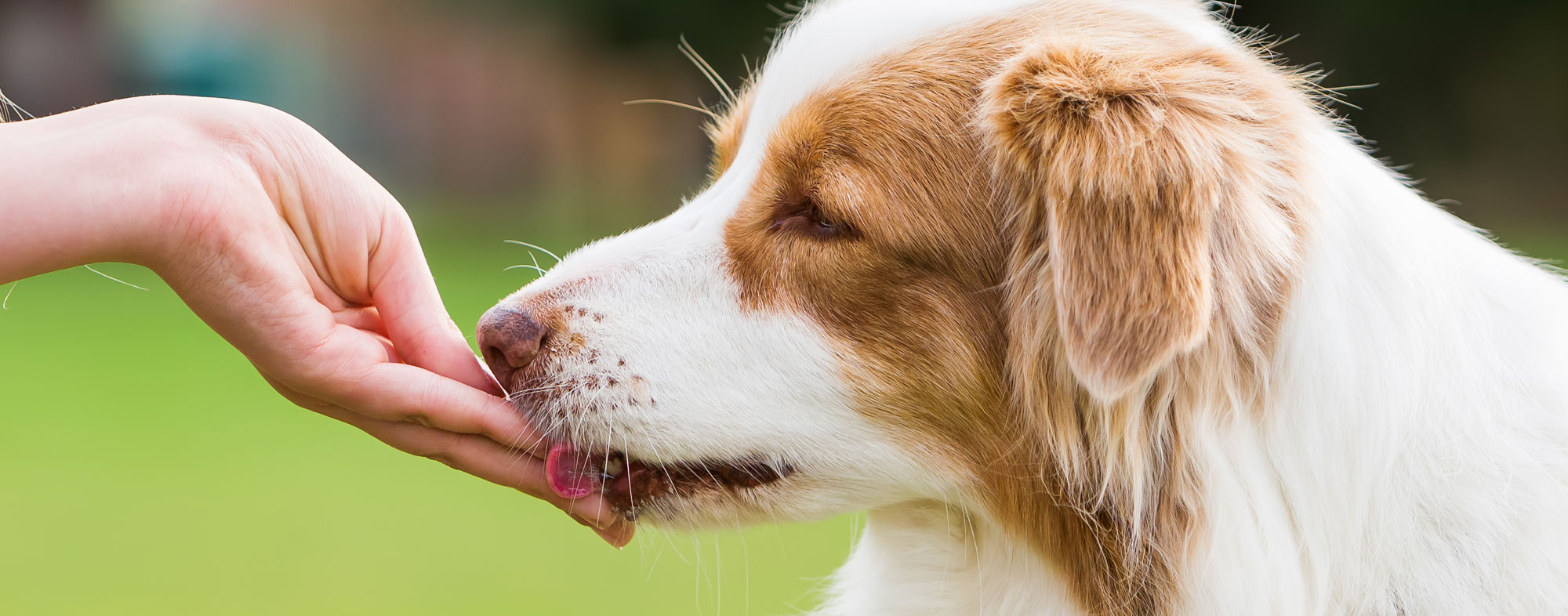 A popiscle treat can be one of the best treats for training your dog