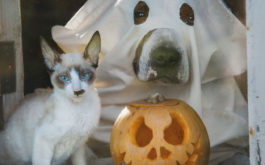 Your pet cat's Halloween costume should be simple, like makeup