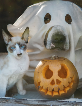 Don your dog in a Halloween costume, but keep them from candy