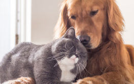 In any home, the cat and the dog can live together peacefully