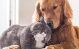 In any home, the cat and the dog can live together peacefully