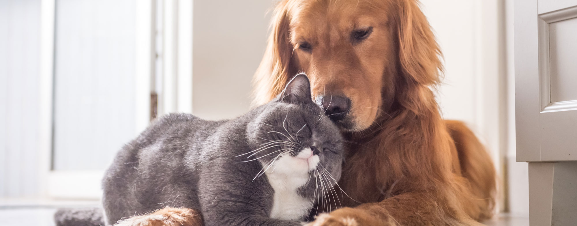 In any home, the cat and the dog can live together peacefully