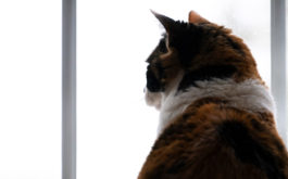 Indoor cats appreciate windows and other forms of stimulation