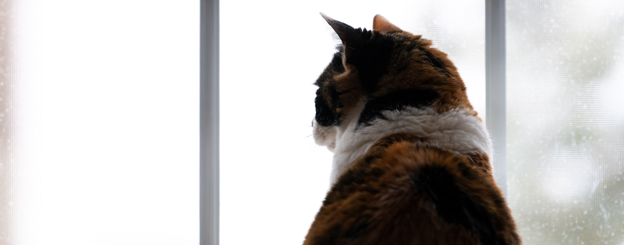 Indoor cats appreciate windows and other forms of stimulation