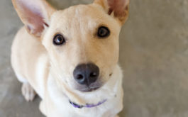 Shelter dogs up for adoption may be nervous in your home