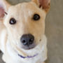 Shelter dogs up for adoption may be nervous in your home
