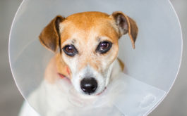 After surgery, your dog can wear a cone, or an alternative