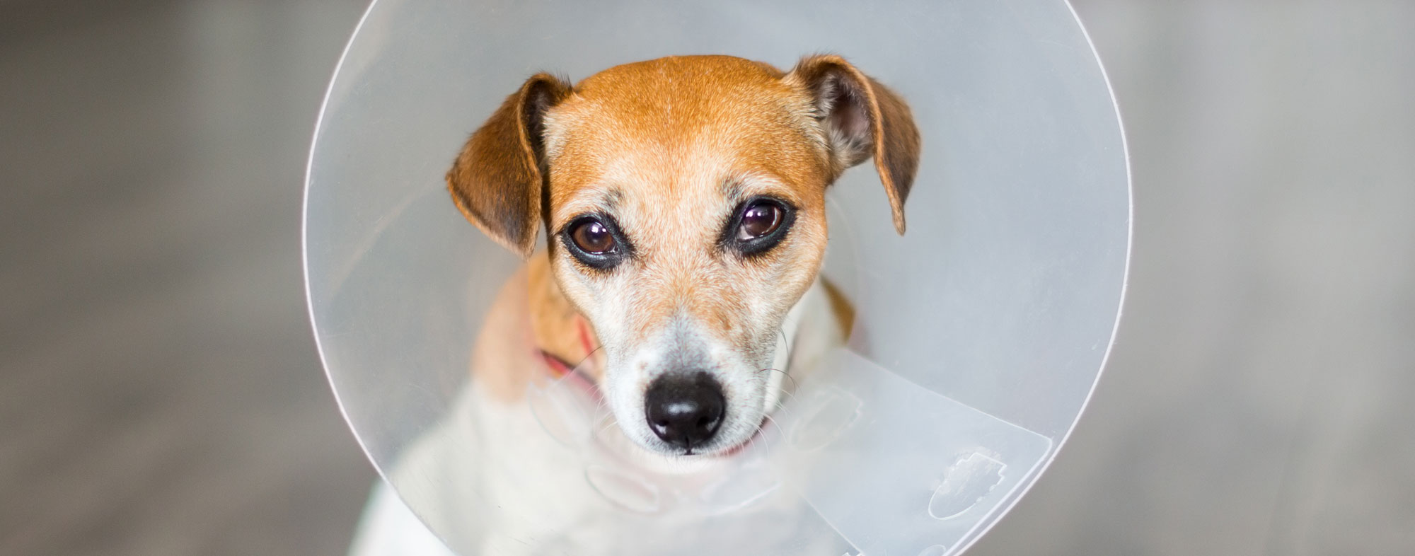 After surgery, your dog can wear a cone, or an alternative