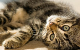 If you see your cat rolling around on the floor, they want to play