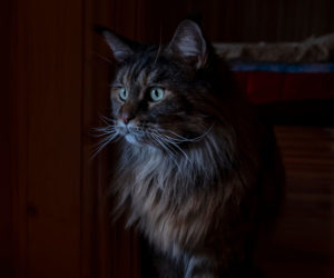 Cat roaming in a dark house. - Cats are known for meowing excessively in the early morning hours.