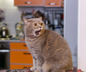 Cat meowing. Unusual cat behavior may be normal to your cat.
