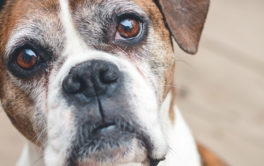Older dogs go up for adoption when owners develop allergies