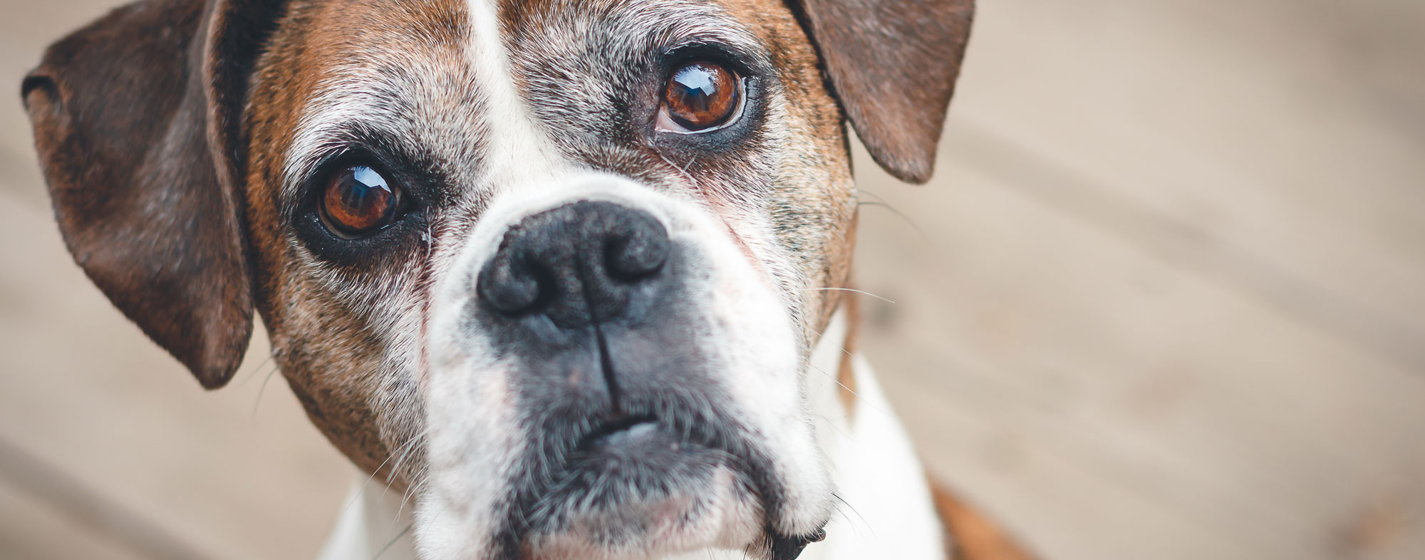 Older dogs go up for adoption when owners develop allergies