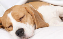 Your dog's sleeping could be affected by dehydration and diet