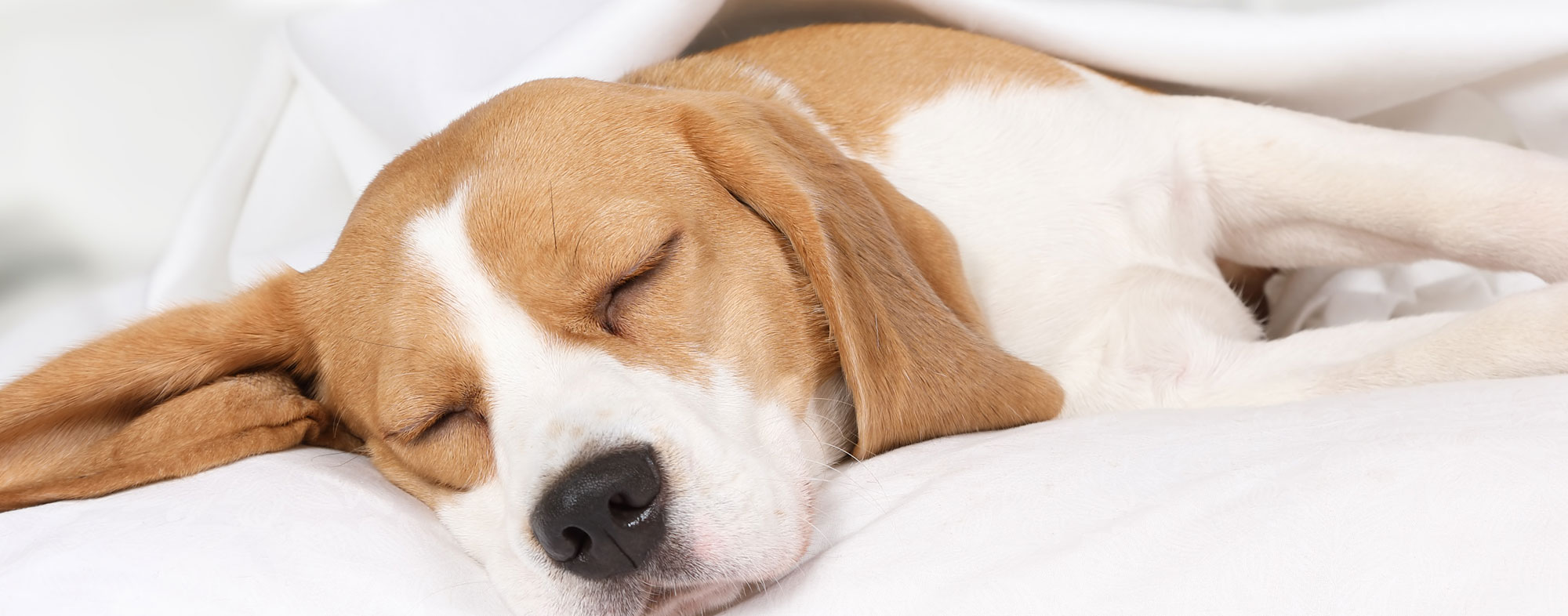 Your dog's sleeping could be affected by dehydration and diet