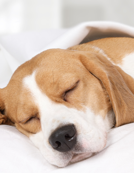 Some dog breeds do sleep all day long—at 14 hours on average