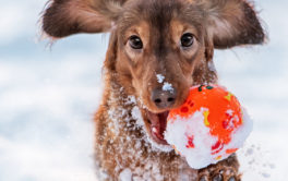It's a good habit to clothe your dog when exercising in the winter