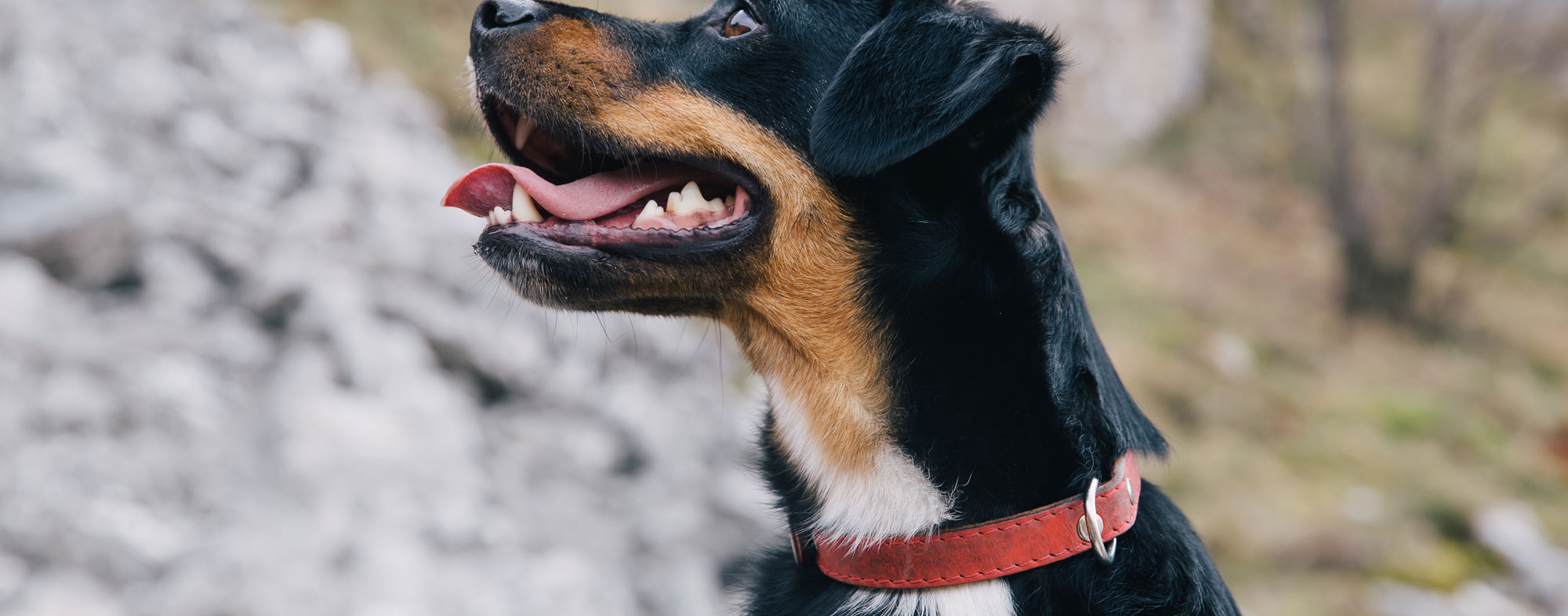 The best collar for your dog will be one that fits them properly