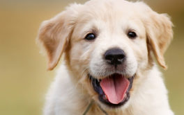 Neuter your dog or puppy once they're at least six weeks old
