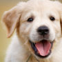 Neuter your dog or puppy once they're at least six weeks old