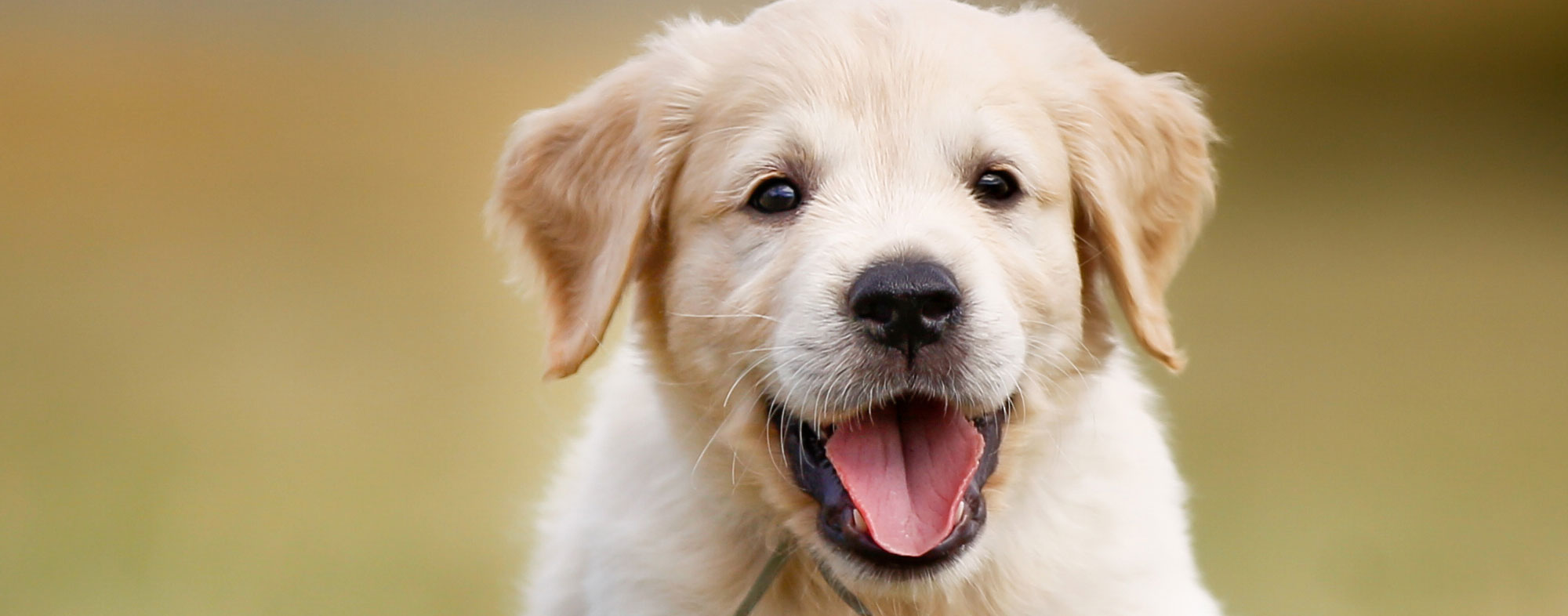 Neuter your dog or puppy once they're at least six weeks old