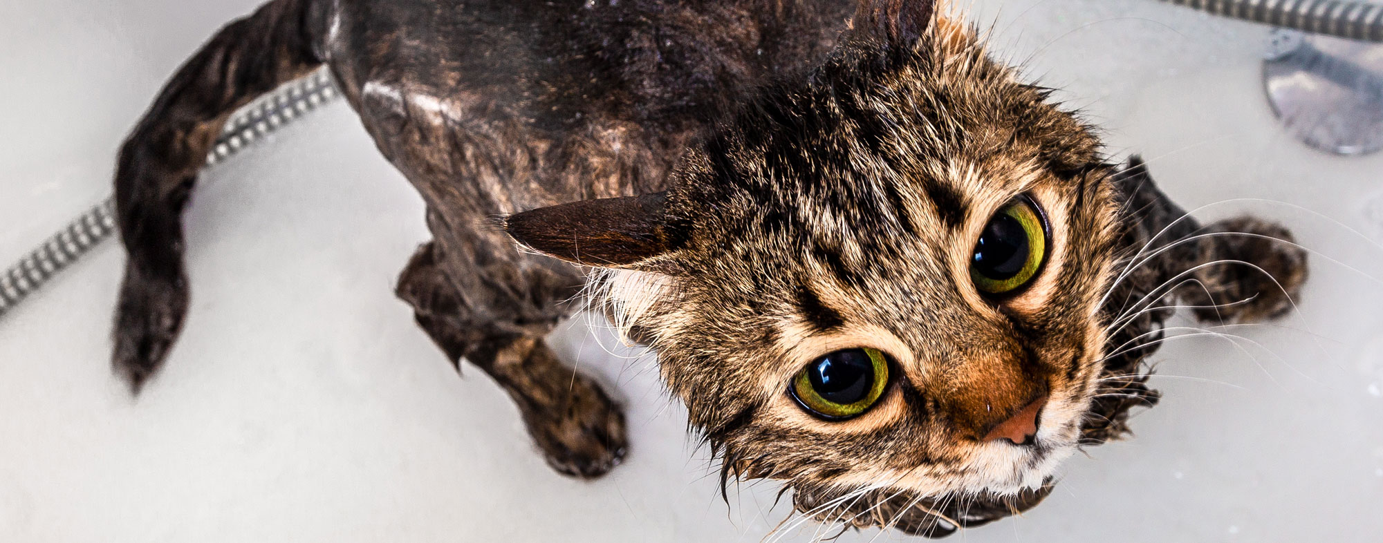 bathing a cat