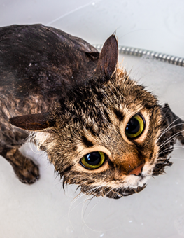 Rinsing twice, with the right shampoo, is how you bathe your cat