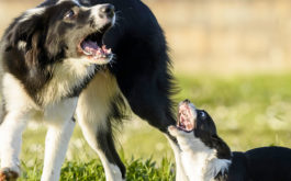 Dogs have varying personality traits, just like human beings