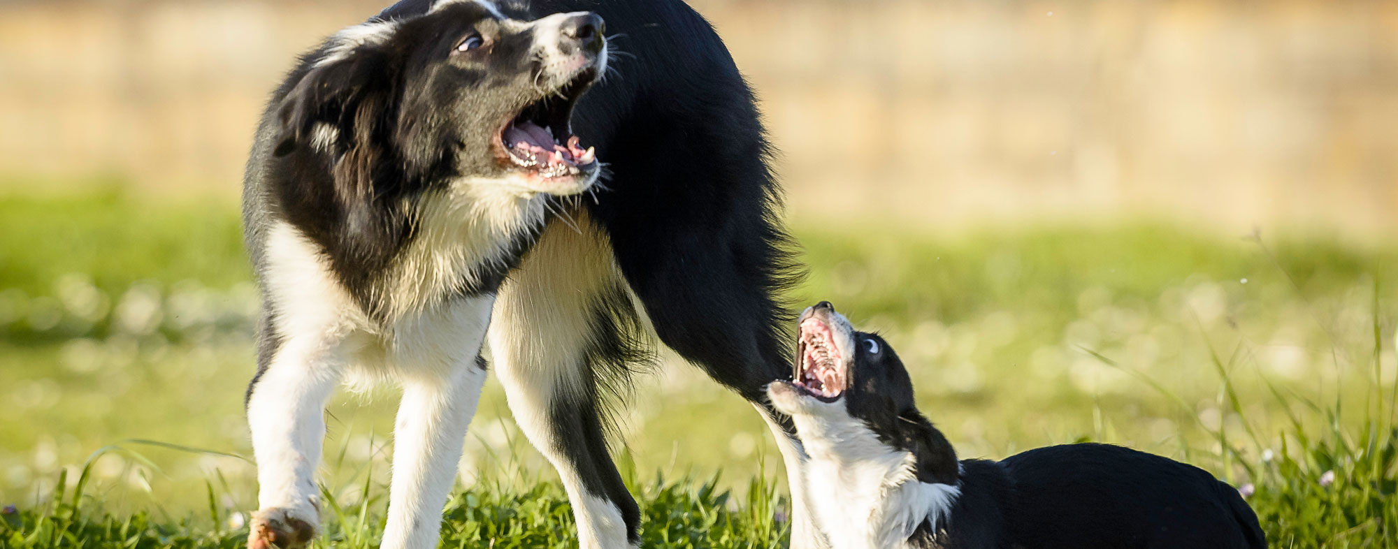 are english shepherds aggressive dogs