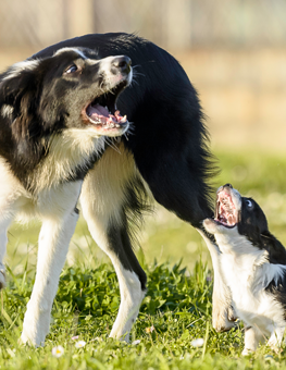 You can speak the dog language by watching how they behave