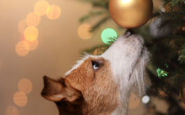 During the holidays, your dogs should avoid fragile ornaments