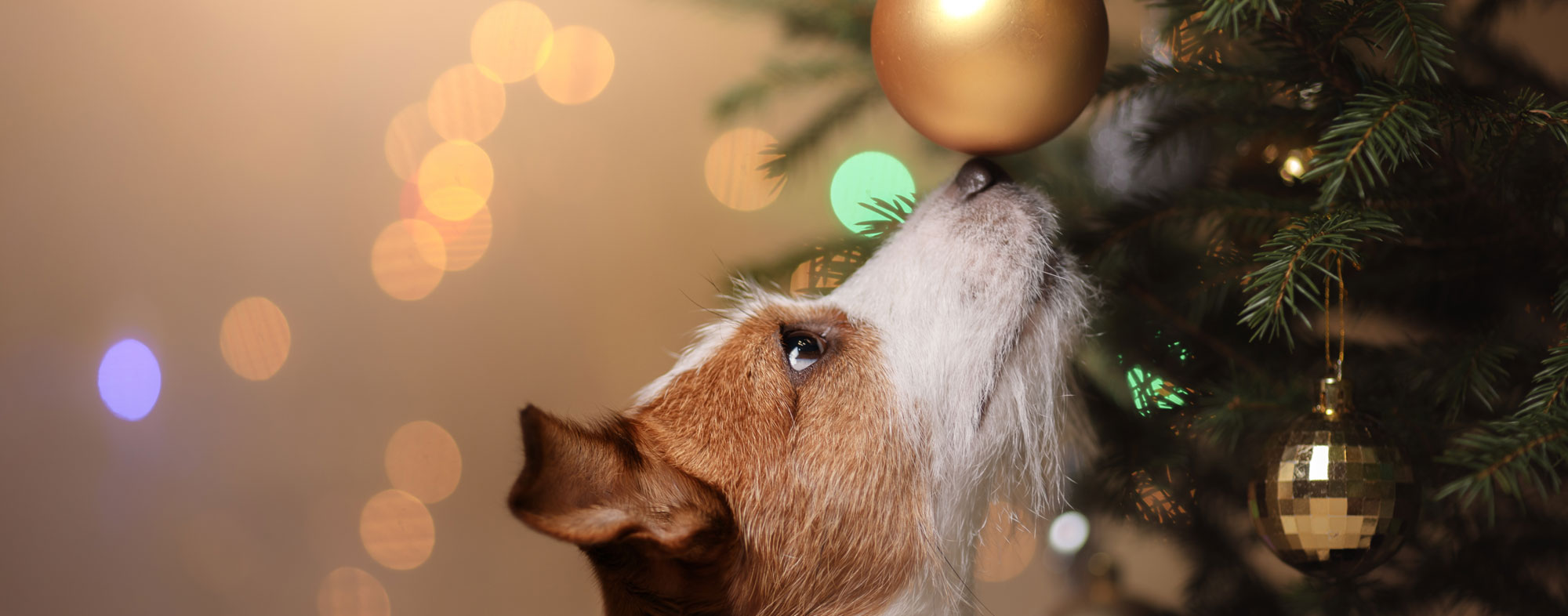 During the holidays, your dogs should avoid fragile ornaments