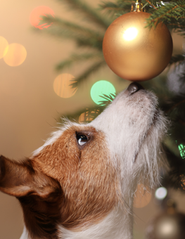 Designate an area that your dog can't pass during the holidays
