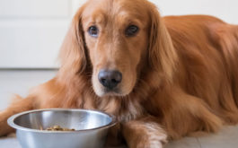 What dogs do eat sometimes depends on a recent vaccination