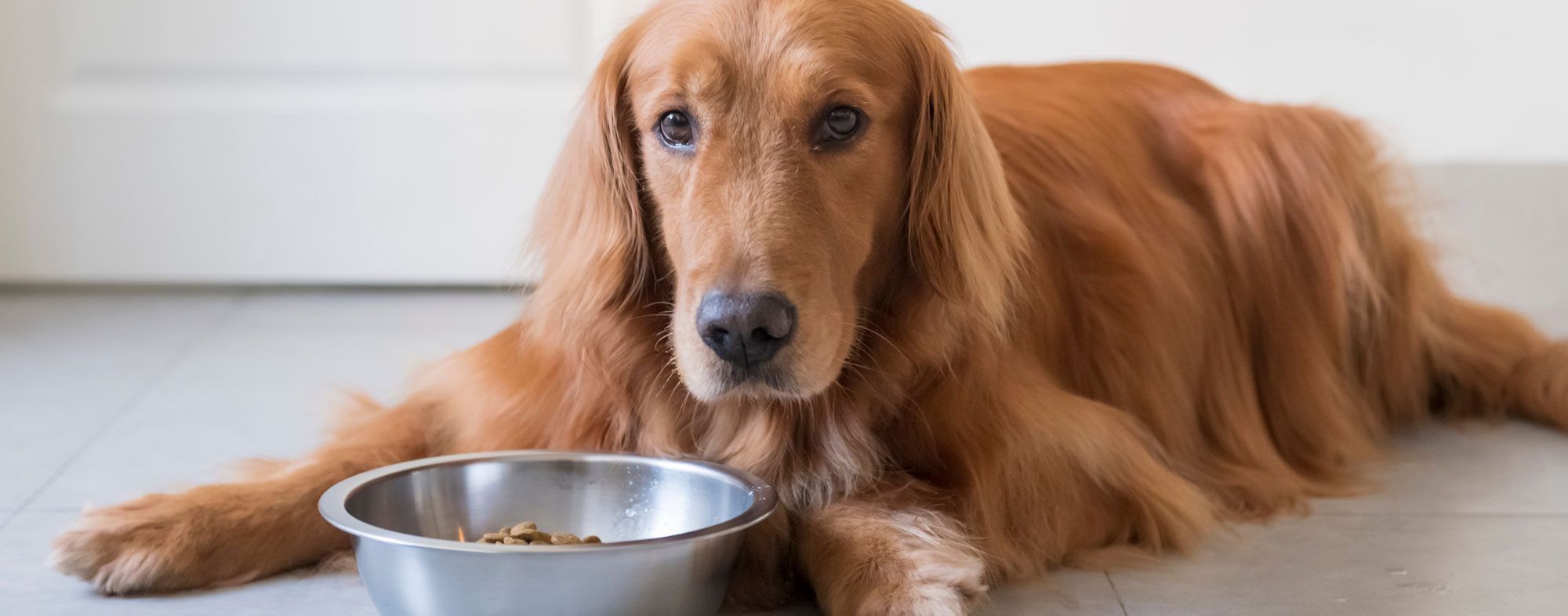 What dogs do eat sometimes depends on a recent vaccination