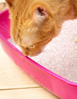 The ideal symptom checker for cats: a regularly cleaned litterbox