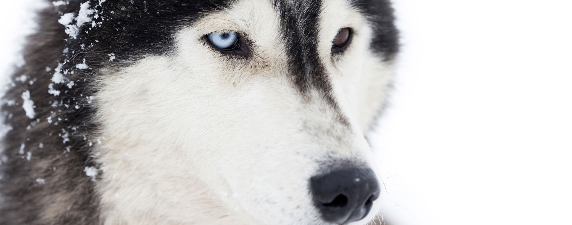 Start this New Years by learning how to brush your dog's teeth