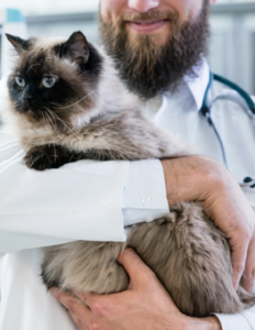 Making Your Cat’s Vet Trip Less Stressful