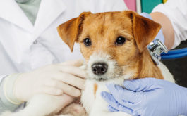 When consulting the vet, obtain a vaccine schedule for your dogs