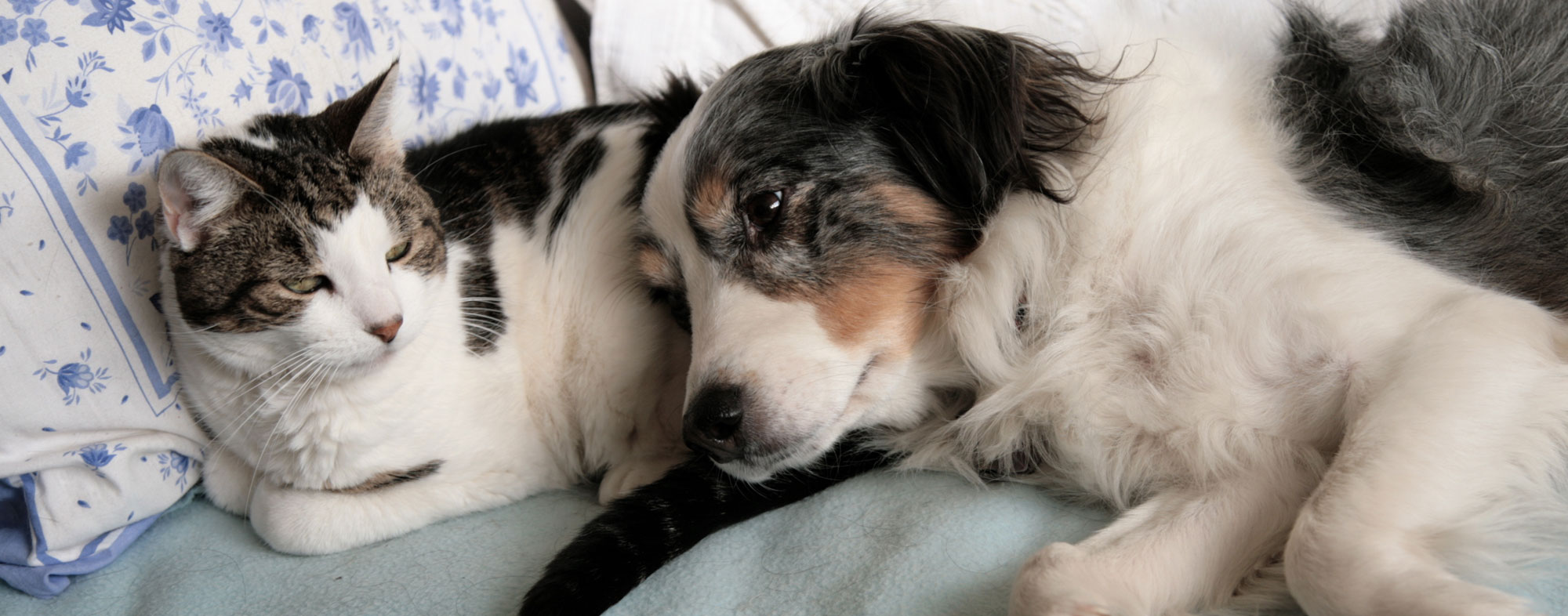 Sleeping with your dogs will bond you together all the more