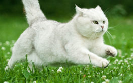 It's possible to train an outdoor cat to walk with you on a leash