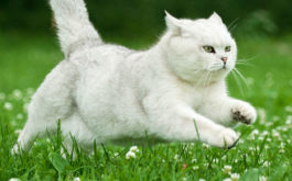 It's possible to train an outdoor cat to walk with you on a leash