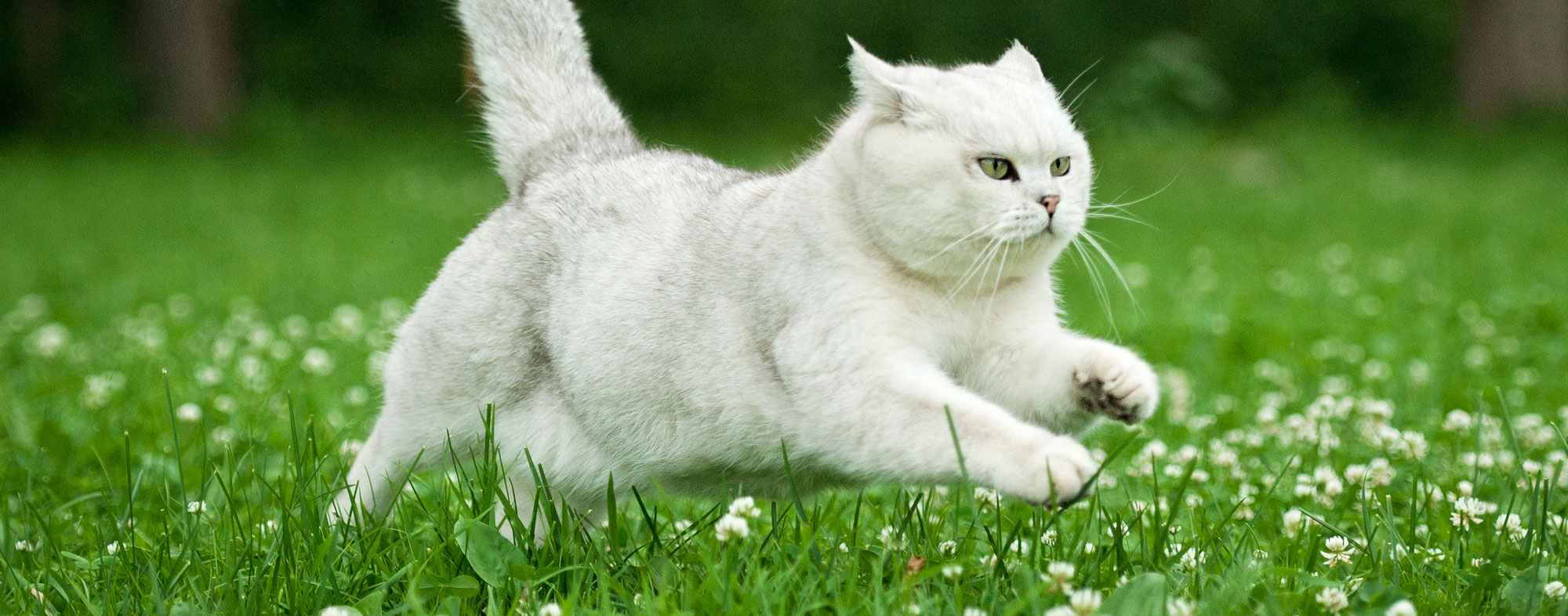 It's possible to train an outdoor cat to walk with you on a leash